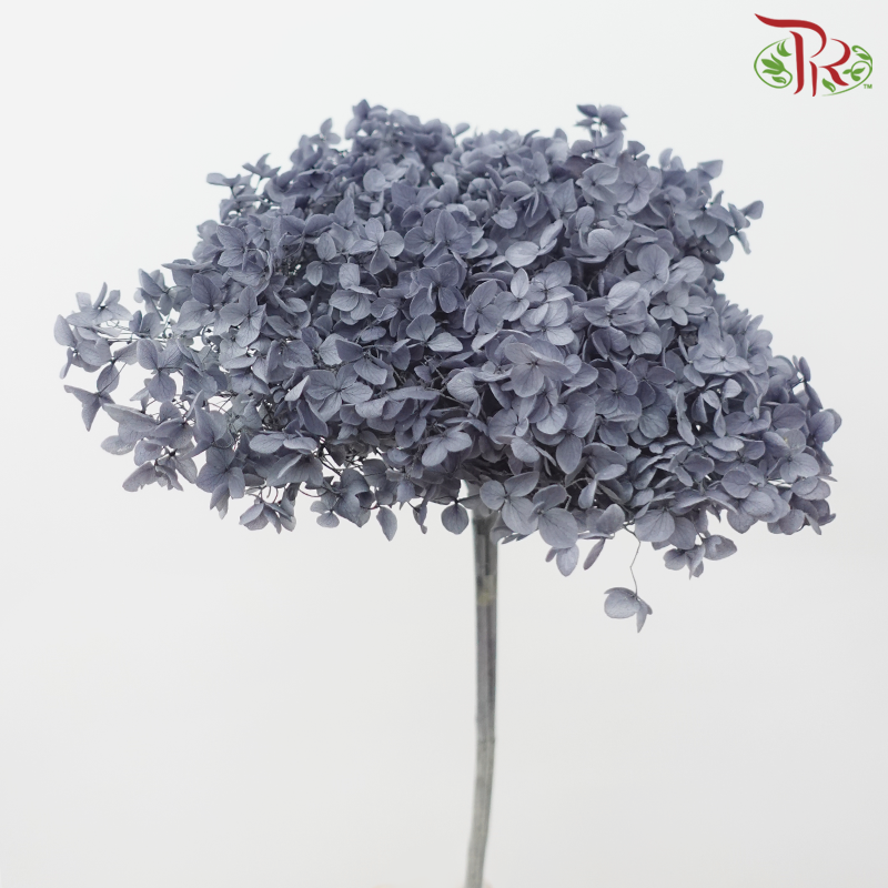 Preserved Hydrangea - Dark Grey (Per Stem)-Dark Grey-China-prflorist.com.my