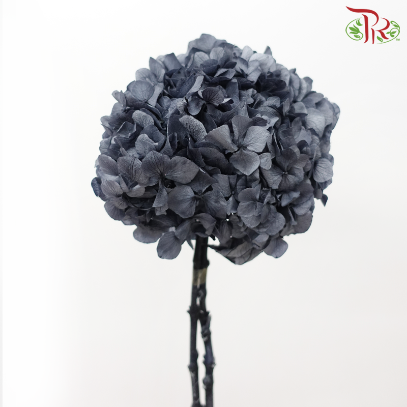 Preserved Hydrangea - Dark Grey (Per Stem)-Dark Grey-China-prflorist.com.my