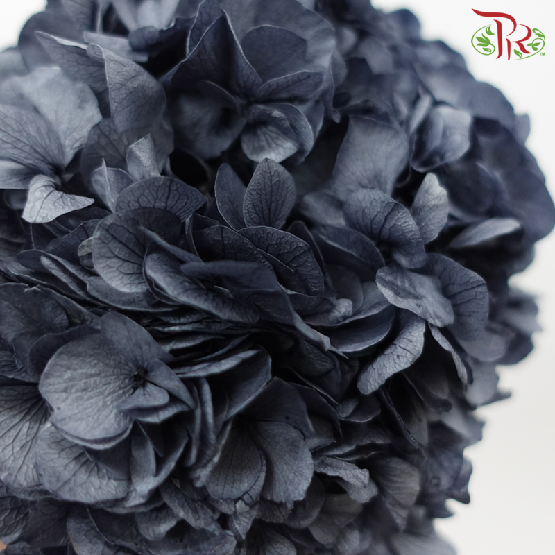 Preserved Hydrangea - Dark Grey (Per Stem)-Dark Grey-China-prflorist.com.my