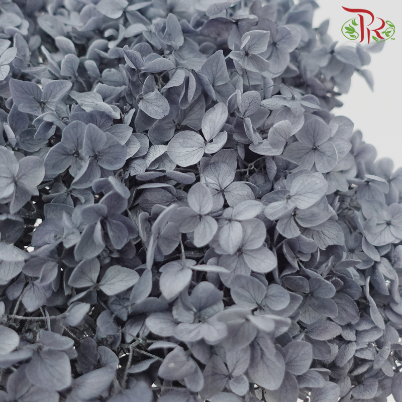 Preserved Hydrangea - Dark Grey (Per Stem)-Dark Grey-China-prflorist.com.my