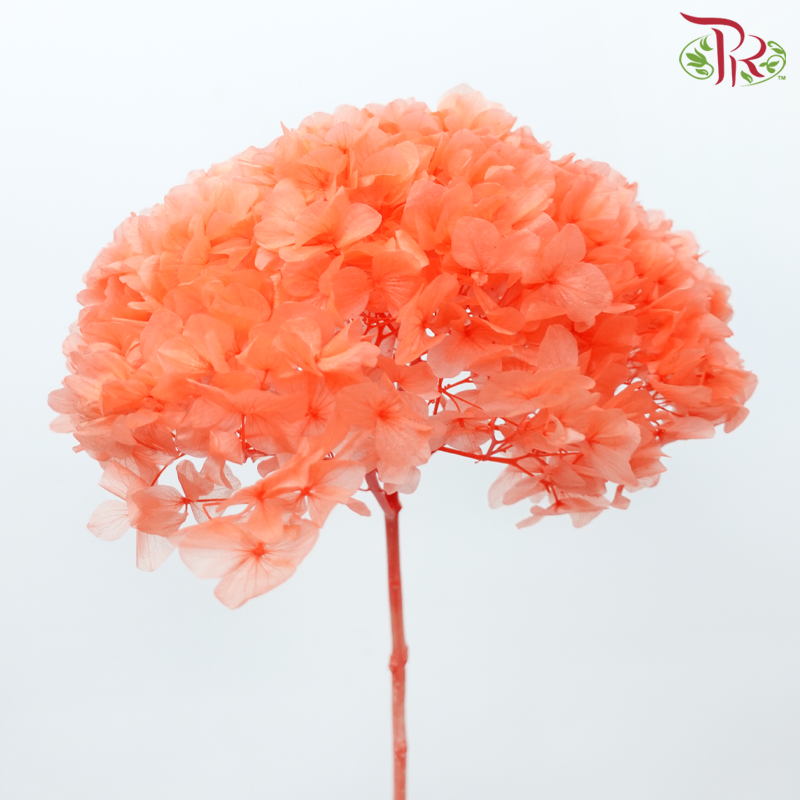 Preserved Hydrangea - Dark Orange (Per Stem)-Orange-China-prflorist.com.my