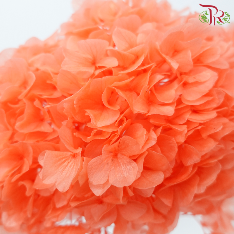 Preserved Hydrangea - Dark Orange (Per Stem)-Orange-China-prflorist.com.my