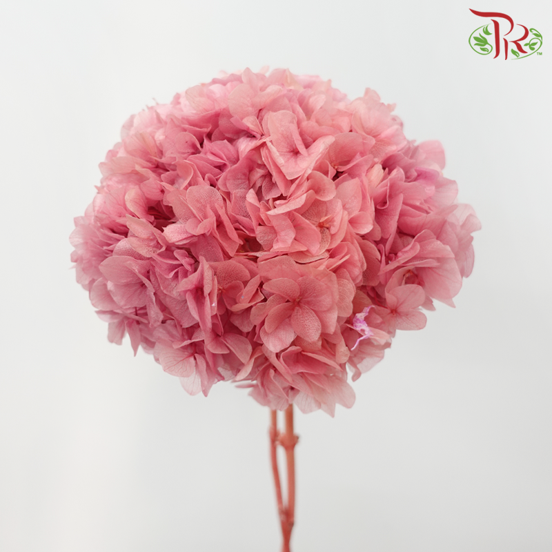 Preserved Hydrangea - Dark Pink (Per Stem)-Pink-China-prflorist.com.my