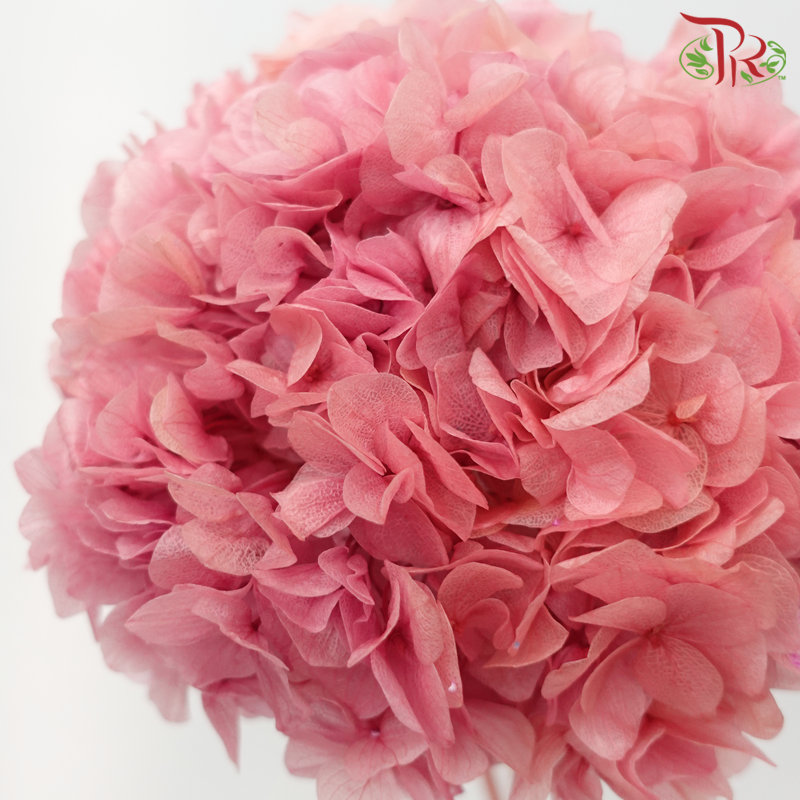 Preserved Hydrangea - Dark Pink (Per Stem)-Pink-China-prflorist.com.my