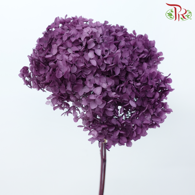 Preserved Hydrangea - Dark Purple (Per Stem)-Dark Purple-China-prflorist.com.my
