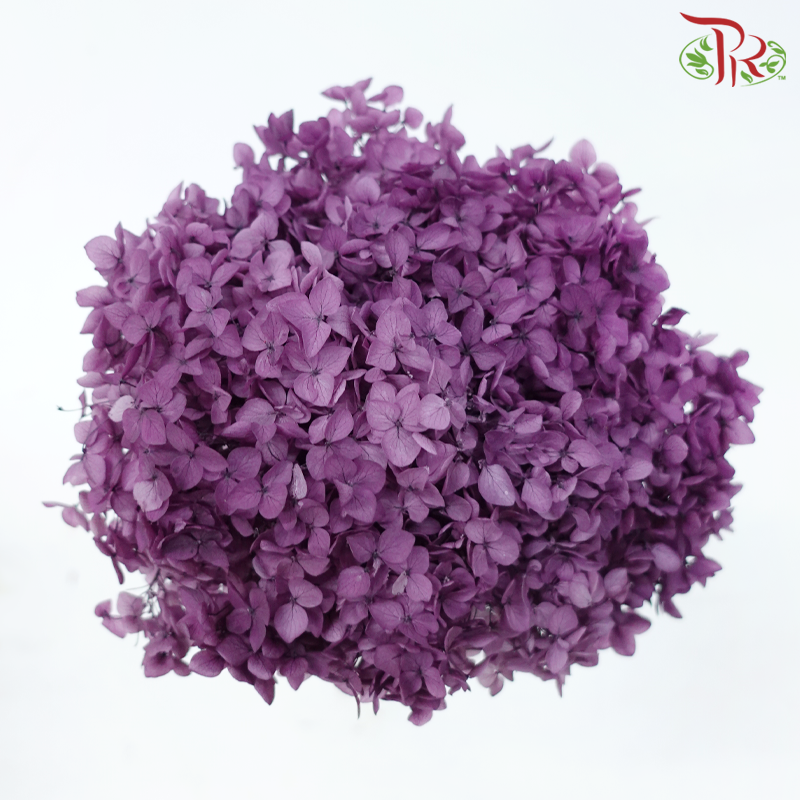 Preserved Hydrangea - Dark Purple (Per Stem)-Dark Purple-China-prflorist.com.my