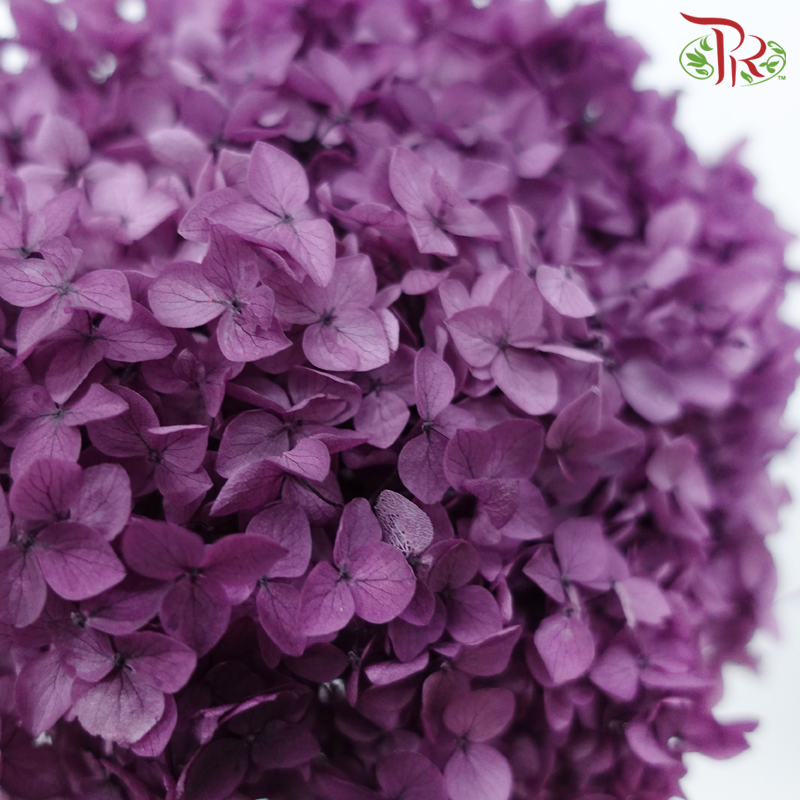 Preserved Hydrangea - Dark Purple (Per Stem)-Dark Purple-China-prflorist.com.my