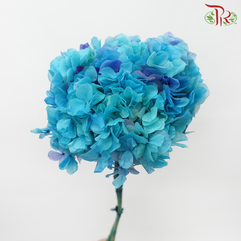 Preserved Hydrangea - Double Tone Blue (Per Stem)-Blue-China-prflorist.com.my
