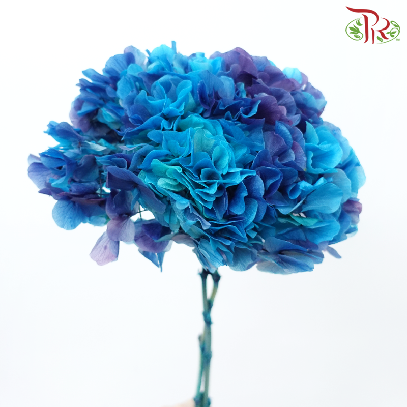 Preserved Hydrangea - Double Tone Blue With Purple (Per Stem)-Double Tone Blue With Purple-China-prflorist.com.my