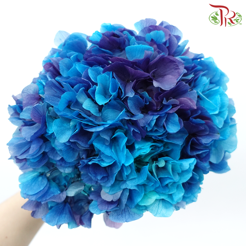 Preserved Hydrangea - Double Tone Blue With Purple (Per Stem)-Double Tone Blue With Purple-China-prflorist.com.my
