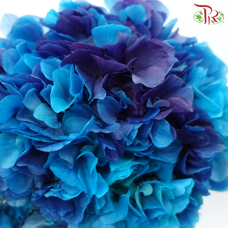 Preserved Hydrangea - Double Tone Blue With Purple (Per Stem)-Double Tone Blue With Purple-China-prflorist.com.my