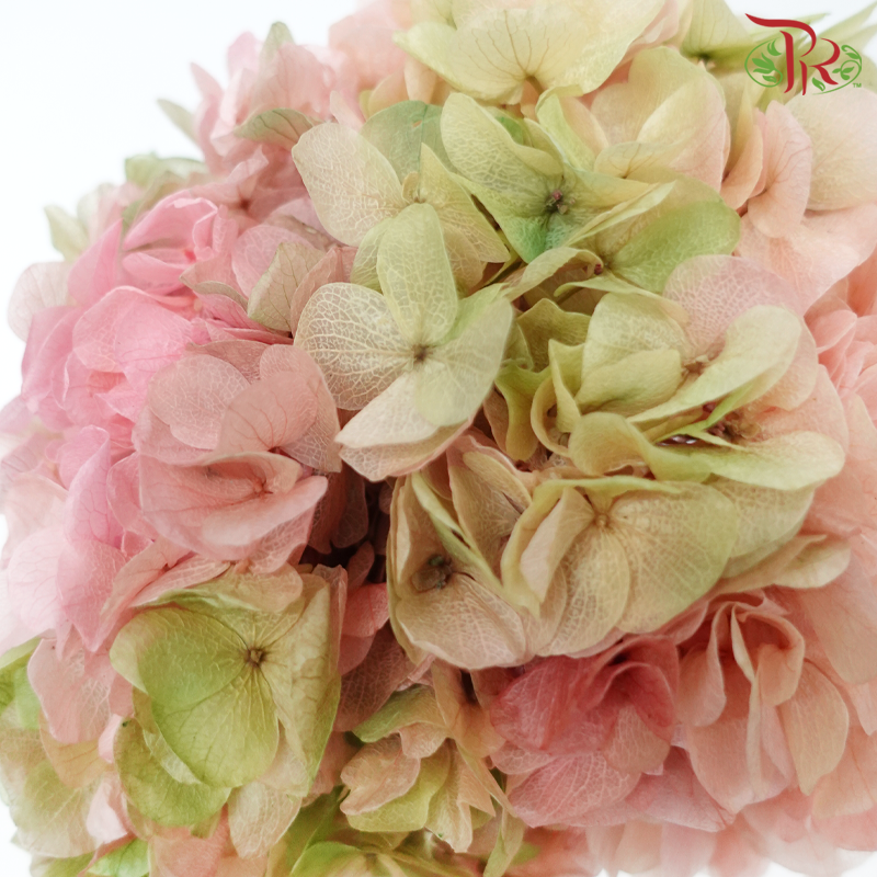 Preserved Hydrangea - Double Tone Green With Pink (Per Stem)-China-prflorist.com.my
