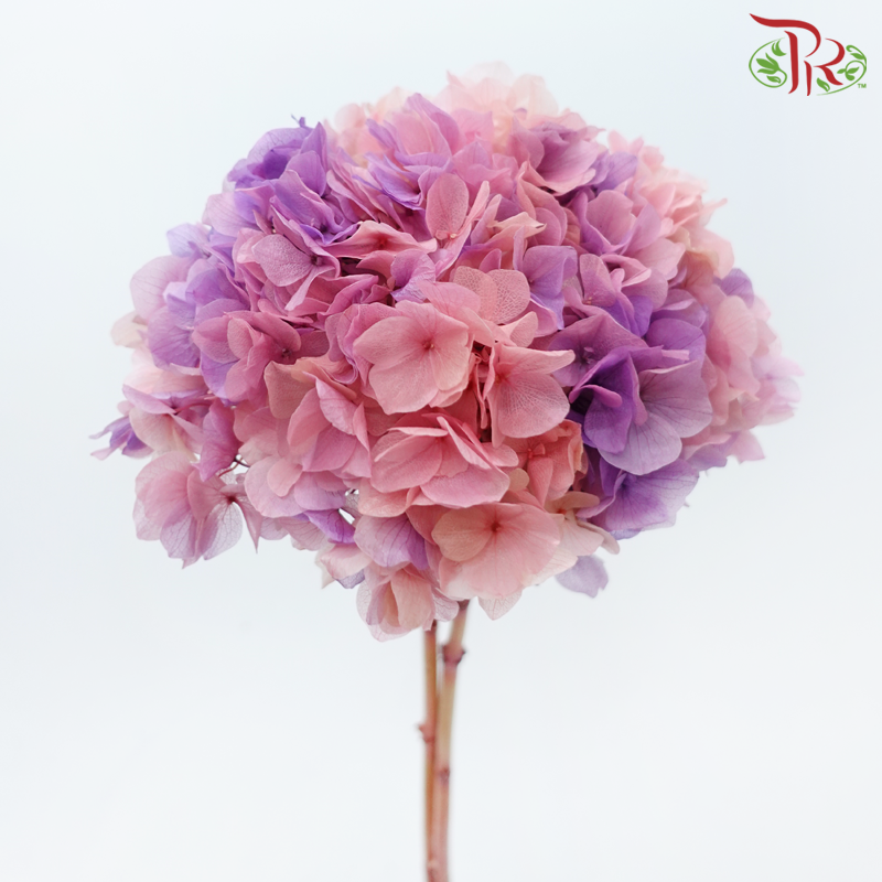 Preserved Hydrangea - Double Tone Pink With Purple (Per Stem)-Double Tone Blue With Purple-China-prflorist.com.my