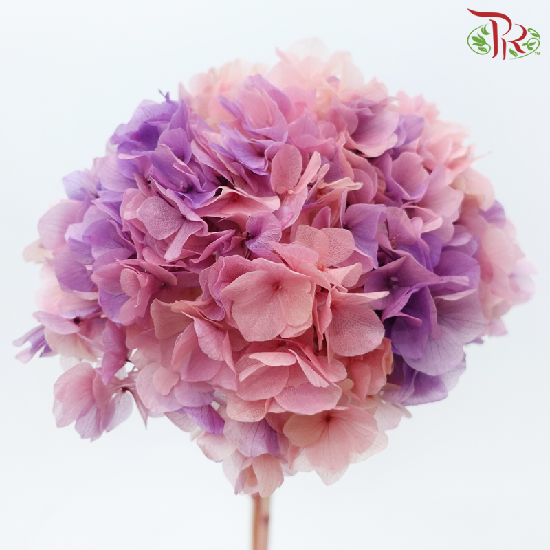 Preserved Hydrangea - Double Tone Pink With Purple (Per Stem)-Double Tone Blue With Purple-China-prflorist.com.my
