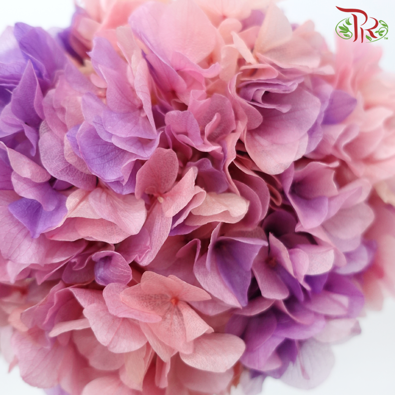 Preserved Hydrangea - Double Tone Pink With Purple (Per Stem)-Double Tone Blue With Purple-China-prflorist.com.my