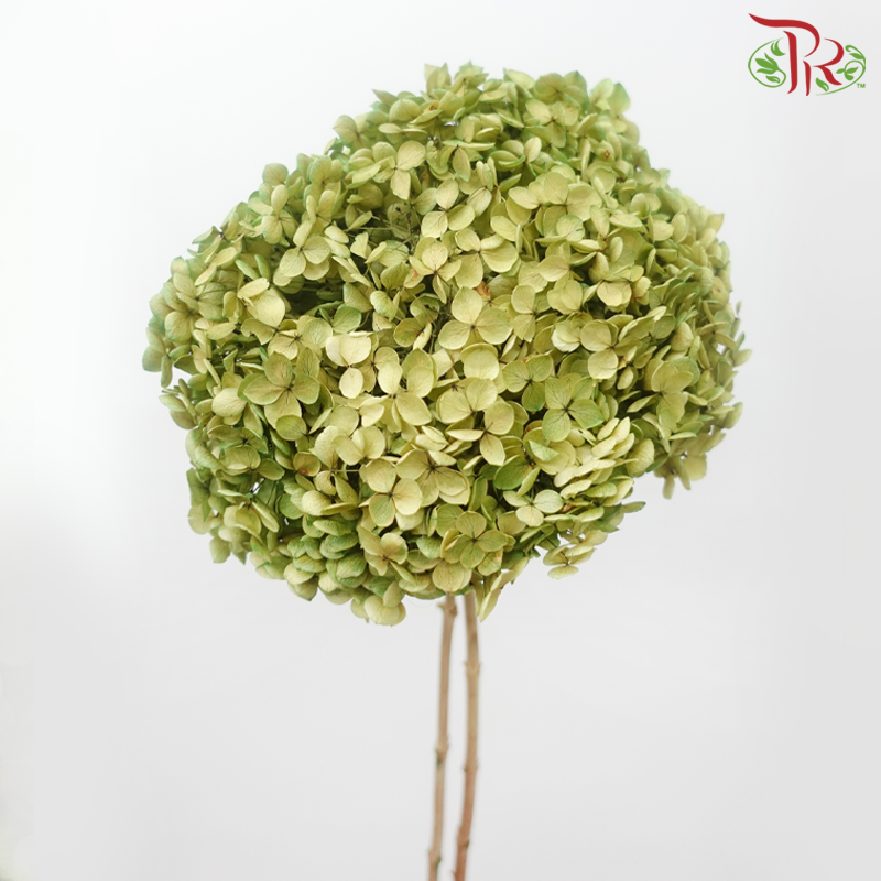 Preserved Hydrangea - Faded Olive Green (Per Stem)-Green-China-prflorist.com.my