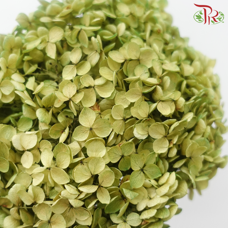 Preserved Hydrangea - Faded Olive Green (Per Stem)-Green-China-prflorist.com.my