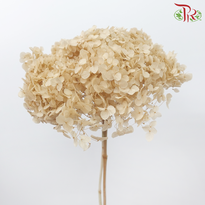 Preserved Hydrangea - Khaki (Per Stem)-Khaki-China-prflorist.com.my