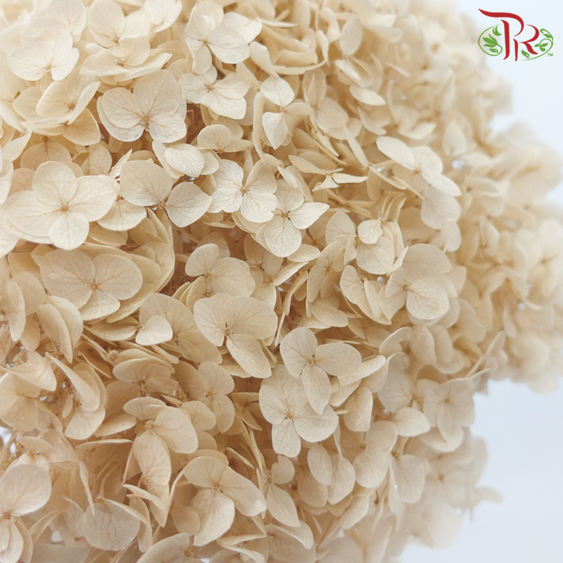 Preserved Hydrangea - Khaki (Per Stem)-Khaki-China-prflorist.com.my