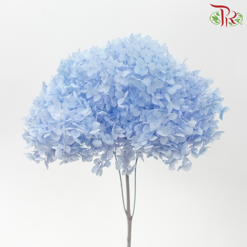 Preserved Hydrangea - Light Blue (Per Stem)-Blue-China-prflorist.com.my