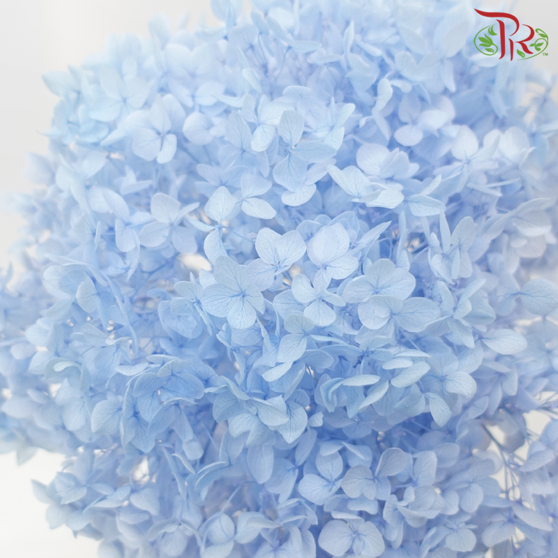 Preserved Hydrangea - Light Blue (Per Stem)-Blue-China-prflorist.com.my