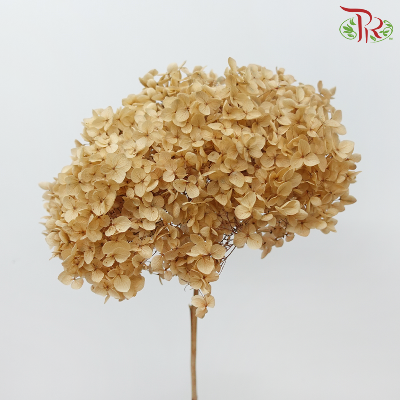 Preserved Hydrangea - Light Brown (Per Stem)-Brown-China-prflorist.com.my