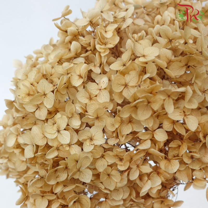 Preserved Hydrangea - Light Brown (Per Stem)-Brown-China-prflorist.com.my