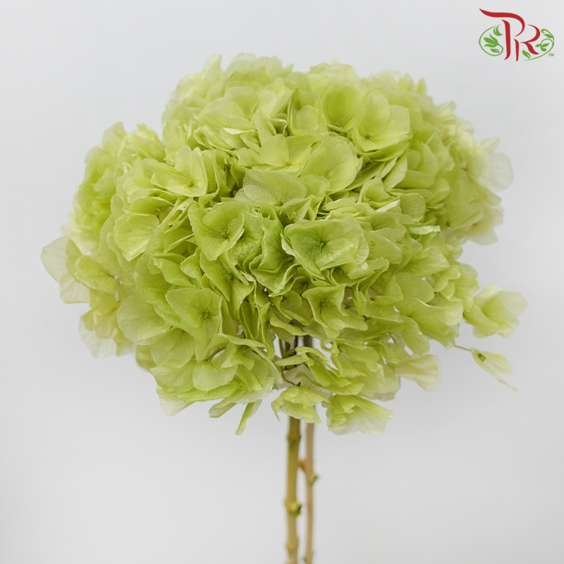 Preserved Hydrangea - Light Green (Per Stem)-Green-China-prflorist.com.my