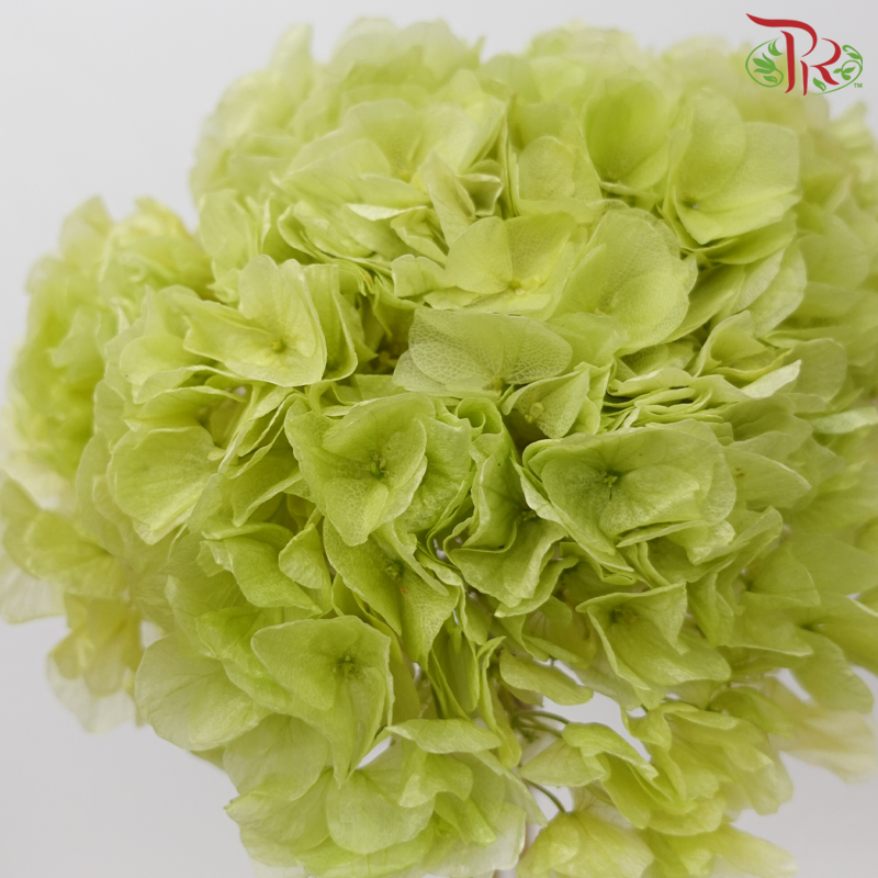 Preserved Hydrangea - Light Green (Per Stem)-Green-China-prflorist.com.my