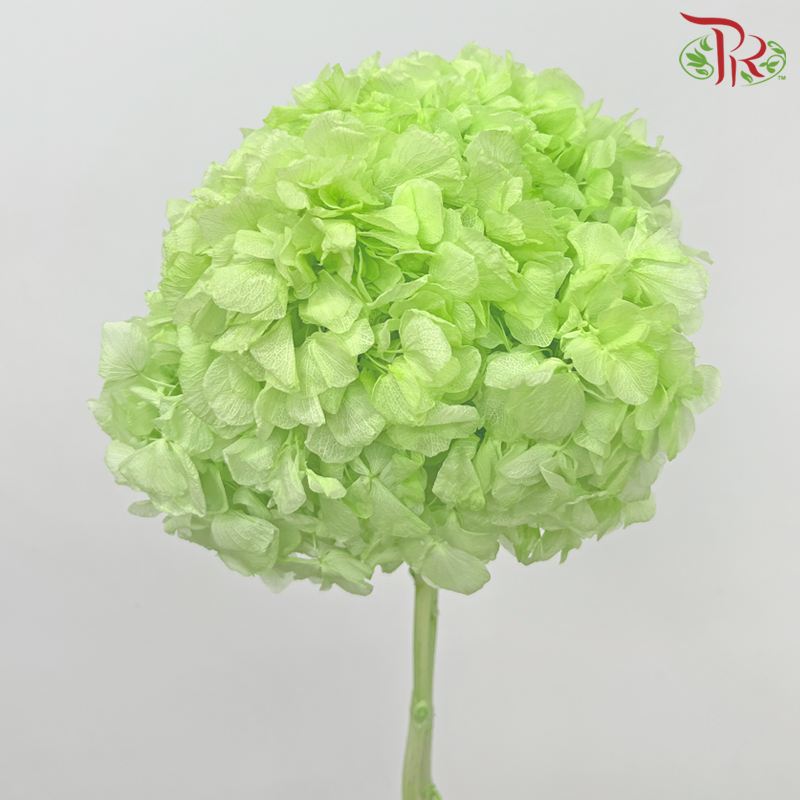 Preserved Hydrangea - Light Green (Per Stem)-Light Green-China-prflorist.com.my