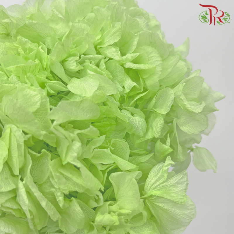 Preserved Hydrangea - Light Green (Per Stem)-Light Green-China-prflorist.com.my
