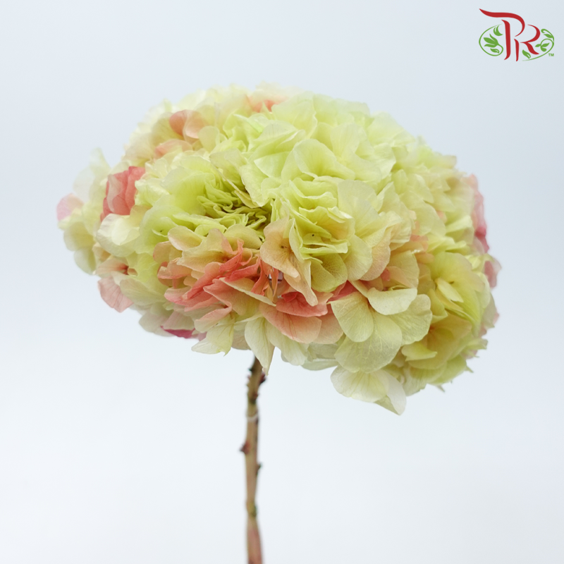 Preserved Hydrangea - Light Green & Red (Per Stem)-Light Green & Red-China-prflorist.com.my