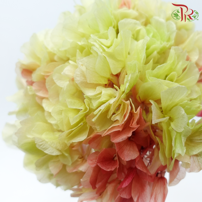 Preserved Hydrangea - Light Green & Red (Per Stem)-Light Green & Red-China-prflorist.com.my