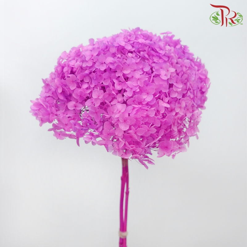 Preserved Hydrangea - Light Magenta (Per Stem)-Purple-China-prflorist.com.my