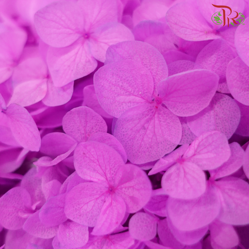 Preserved Hydrangea - Light Magenta (Per Stem)-Purple-China-prflorist.com.my