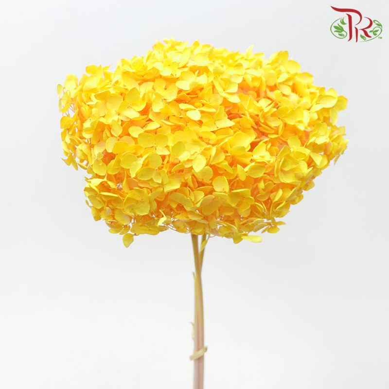 Preserved Hydrangea - Light Orange (Per Stem)-Light Orange-China-prflorist.com.my