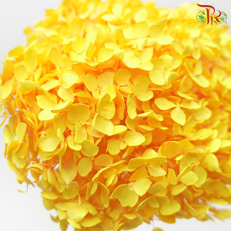 Preserved Hydrangea - Light Orange (Per Stem)-Light Orange-China-prflorist.com.my