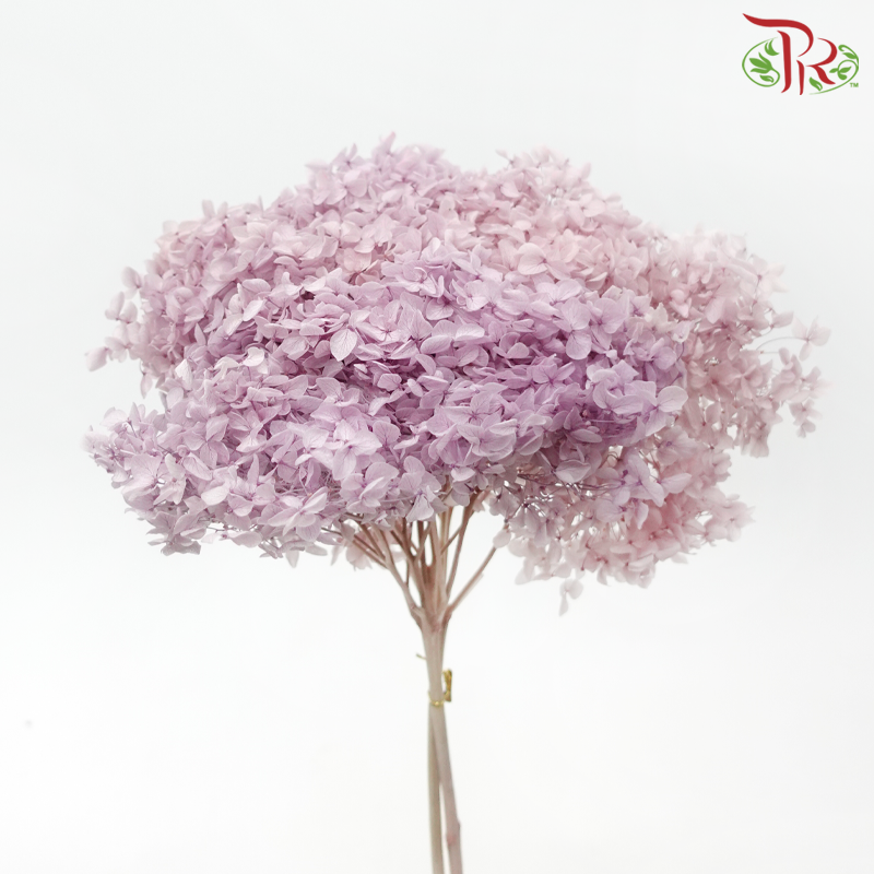Preserved Hydrangea - Lilac Dream (Per Stem)-Lilac-China-prflorist.com.my