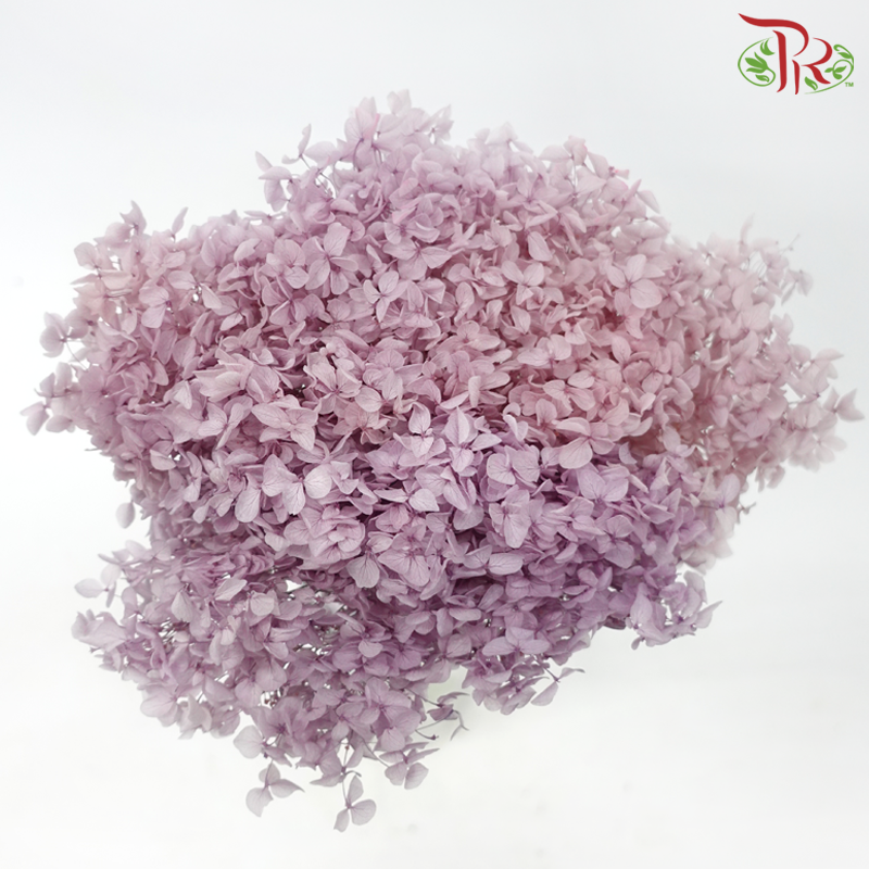 Preserved Hydrangea - Lilac Dream (Per Stem)-Lilac-China-prflorist.com.my