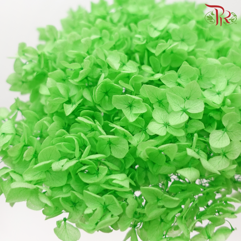 Preserved Hydrangea - Lime Green (Per Stem)-Lime Green-China-prflorist.com.my