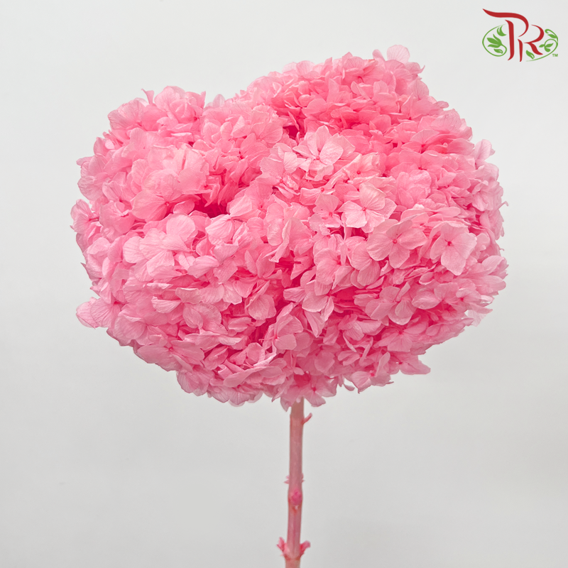 Preserved Hydrangea - Neon Pink (Per Stem)-Neon Pink-China-prflorist.com.my