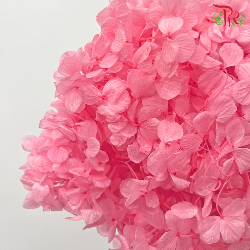 Preserved Hydrangea - Neon Pink (Per Stem)-Neon Pink-China-prflorist.com.my