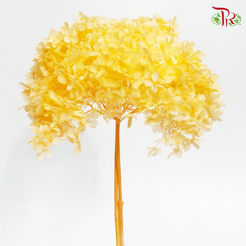 Preserved Hydrangea - Orange (Per Stem)-Orange-China-prflorist.com.my