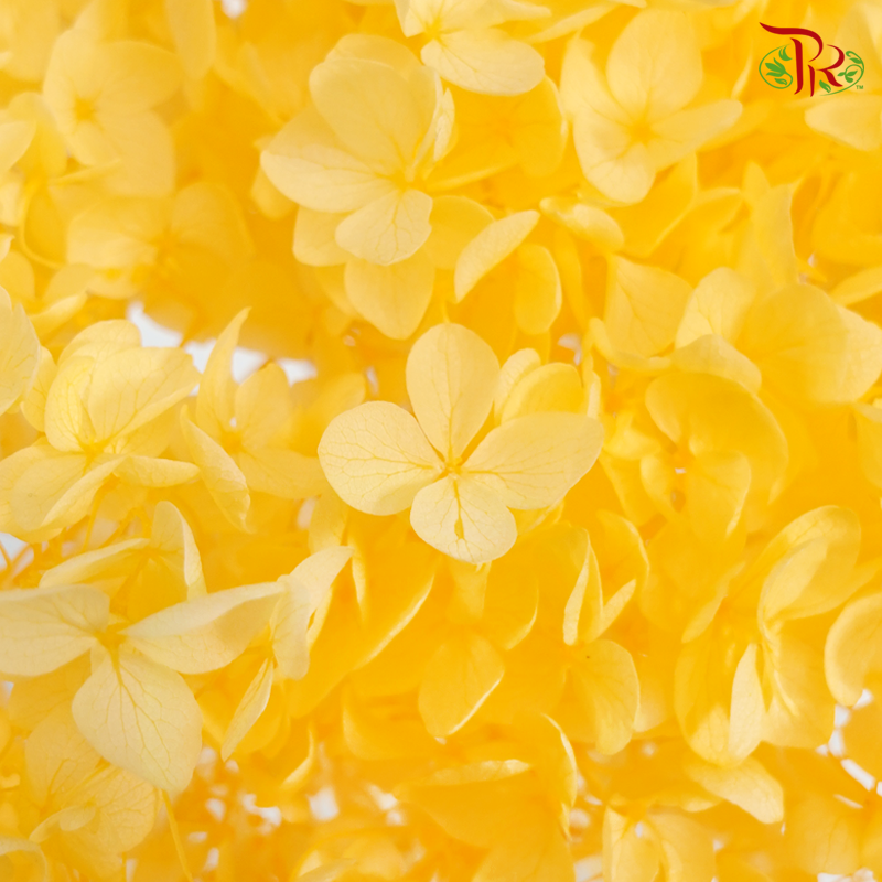 Preserved Hydrangea - Orange (Per Stem)-Orange-China-prflorist.com.my