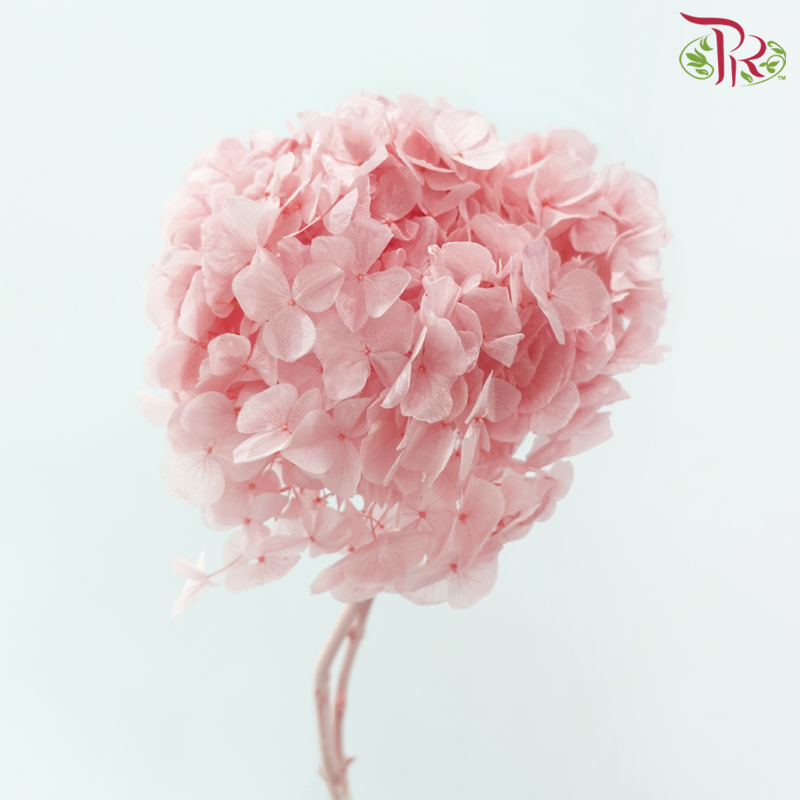 Preserved Hydrangea - Pink (Per Stem)-Pink-China-prflorist.com.my