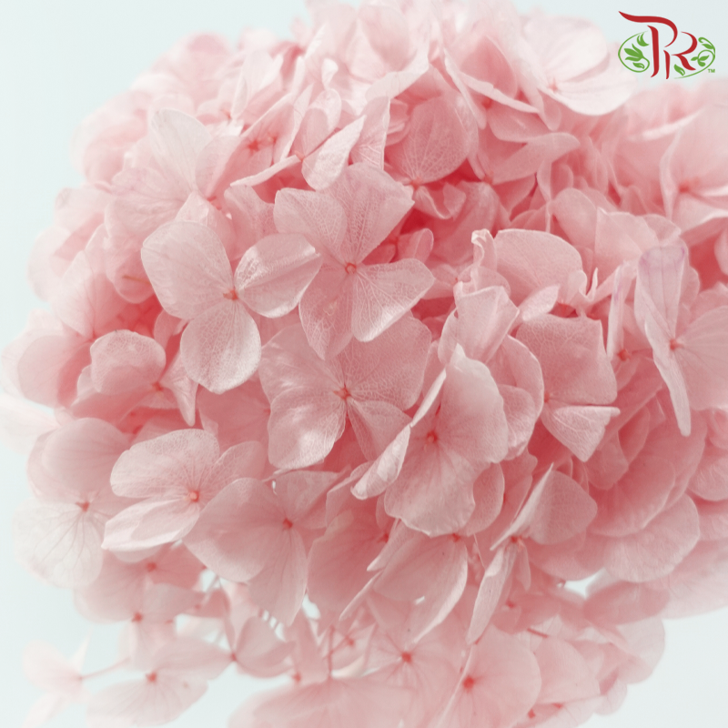 Preserved Hydrangea - Pink (Per Stem)-Pink-China-prflorist.com.my