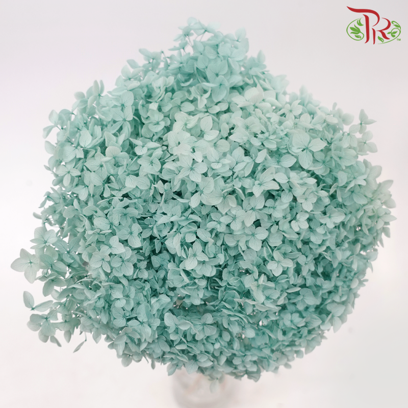 Preserved Hydrangea - Pistachio Green (Per Stem)-Turquoise-China-prflorist.com.my