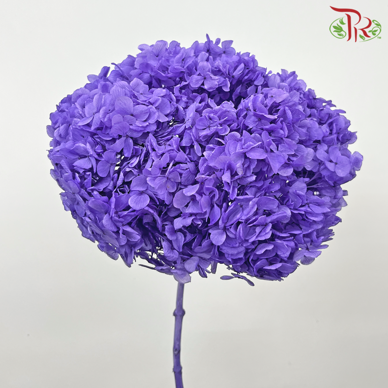 Preserved Hydrangea - Purple (Per Stem)-Purple-China-prflorist.com.my