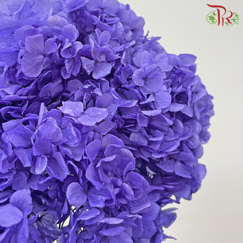 Preserved Hydrangea - Purple (Per Stem)-Purple-China-prflorist.com.my