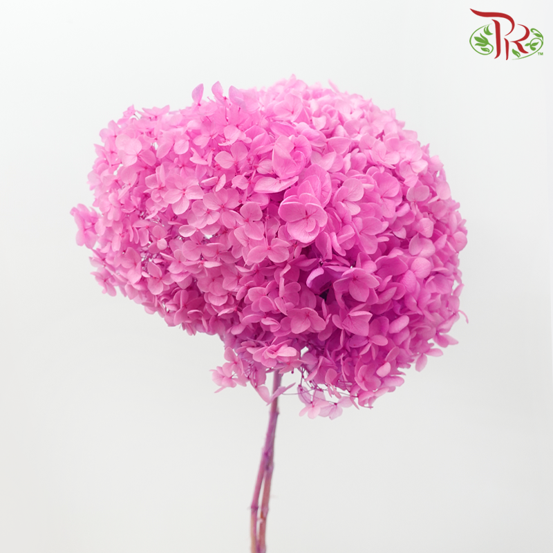 Preserved Hydrangea - Shades of Magenta (Per Stem)-Pink / Purple-China-prflorist.com.my